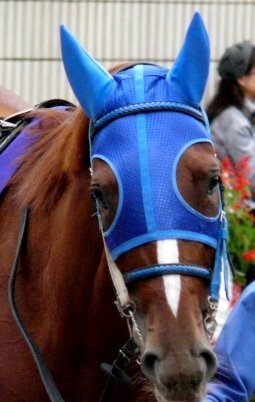 競馬ファンに質問です 青 のイメージの競走馬とは 馬名 メンコ 勝負服ｅｔｃ Yahoo 知恵袋