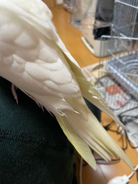 オカメインコのパニックで起きたことです。 これは大丈夫なんですか？羽の中で血が出ています。 でも、おかめじたいは元気な感じでバサバサしてます。