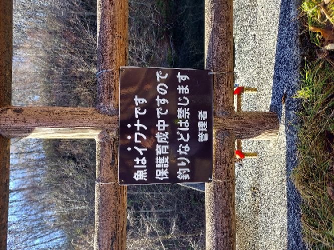魚はイワナですか?