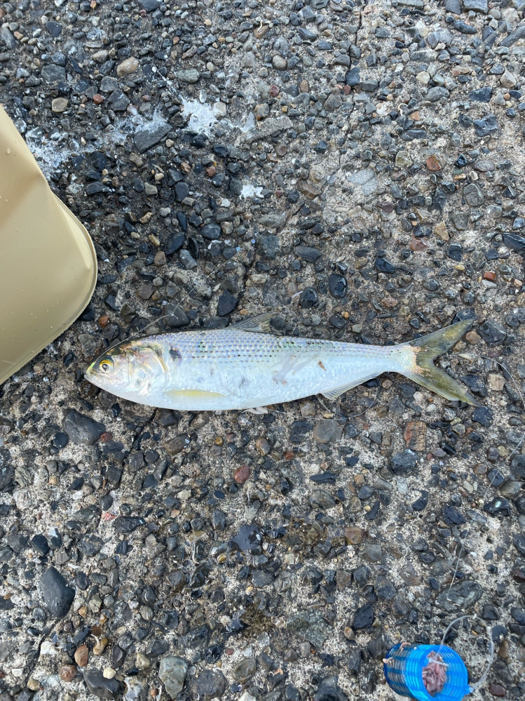 この魚なんですか？？ 若洲会浜公園で釣りました