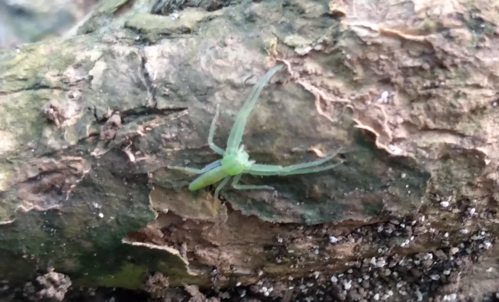 この虫(蜘蛛？)は何という種類の虫ですか？ 石垣島で見つけました。