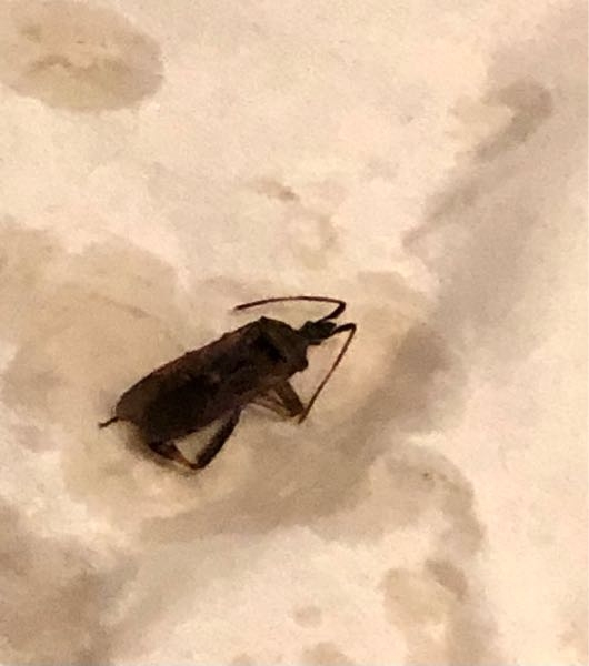 閲覧注意！！！！！これってなんの虫ですか？？