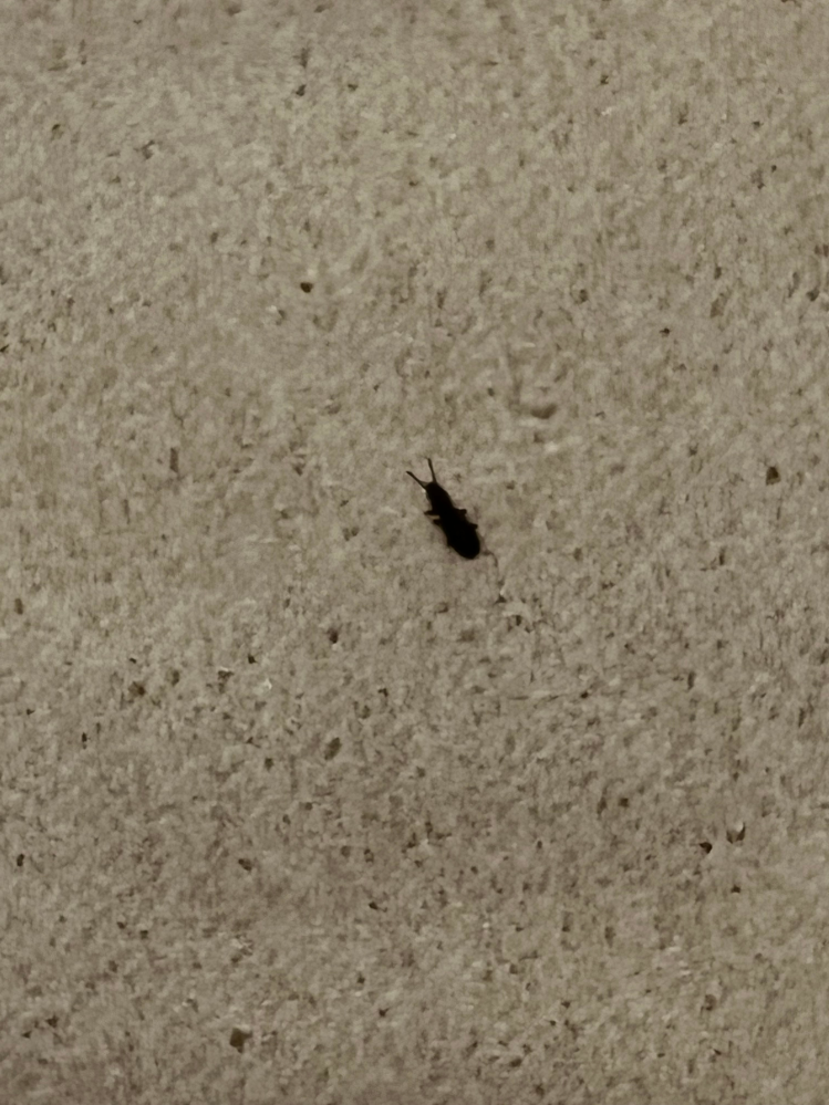 家にいっぱいいるのですがなんの虫でしょうか