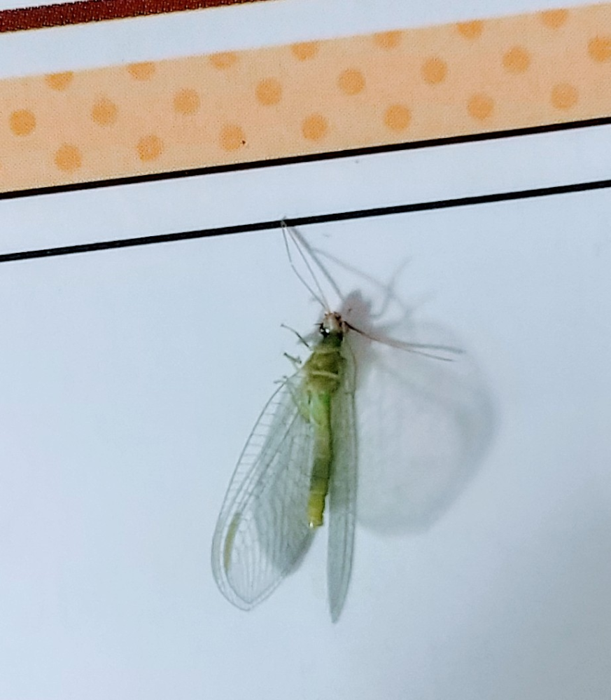 この害虫の名前は何ですか？ 自宅壁で発見しました
