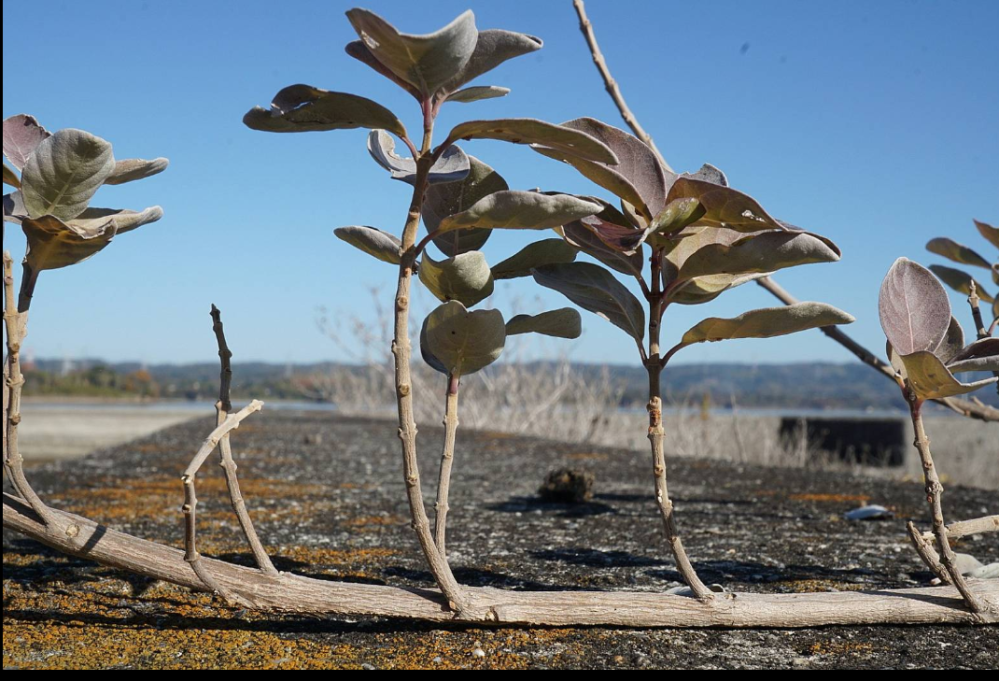 この浜辺の植物を教えて下さい