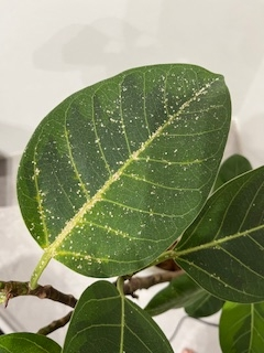 ゴムの木です。白いツブツブが葉っぱの裏表に付いていて、調べたのですがウドンコ病なのかカイガラムシなのか、それともそれ以外の病気なのか分かりません。分かる方いらっしゃったら教えてください。 よろしくお願いしますm(__)m