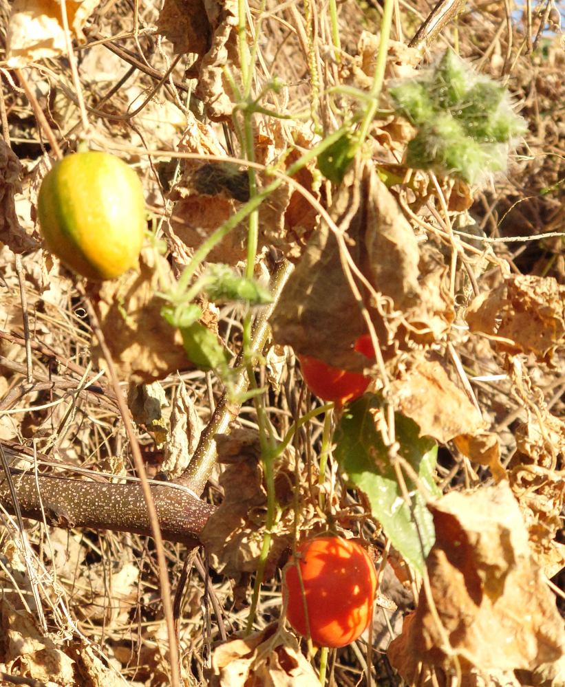 ページ数を「p○○」というふうに書くときのpは小文字、大文字のどちら