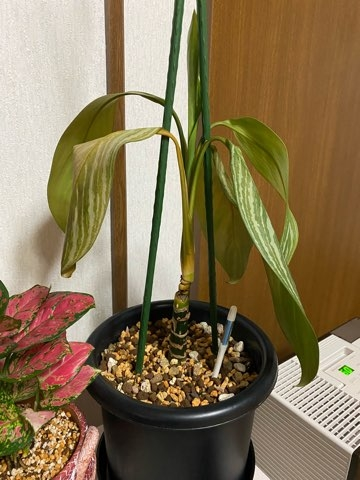 12月上旬にアグラオネマカーティシーを購入し育てていますが調子が悪い