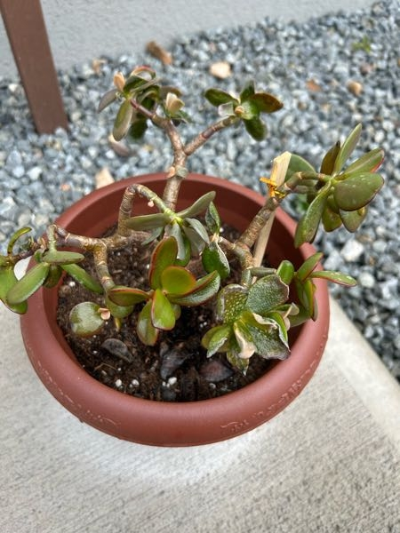 植物に詳しい方教えて下さい！私の金の成る木、所々ふにゃふにゃになっ