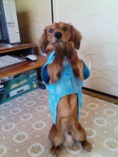 犬の芸について ミニチュアダックスの犬がいます 芸を教えたいんですが覚えや Yahoo 知恵袋