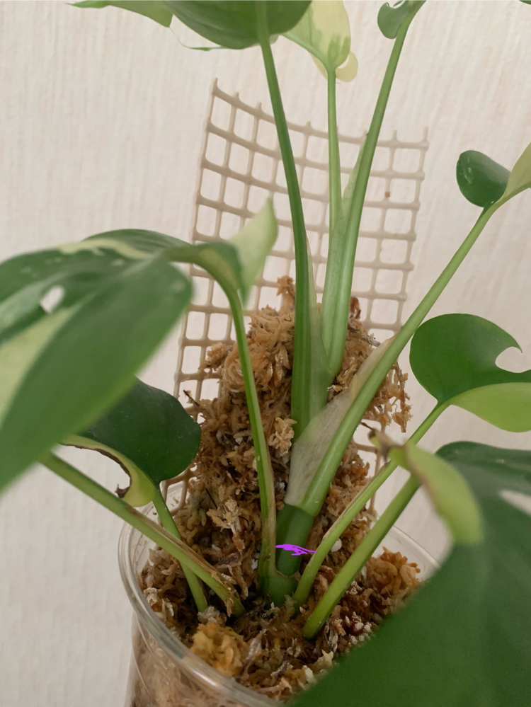 観葉植物ラフィドフォラテトラスペルマを育ていまして画像にある