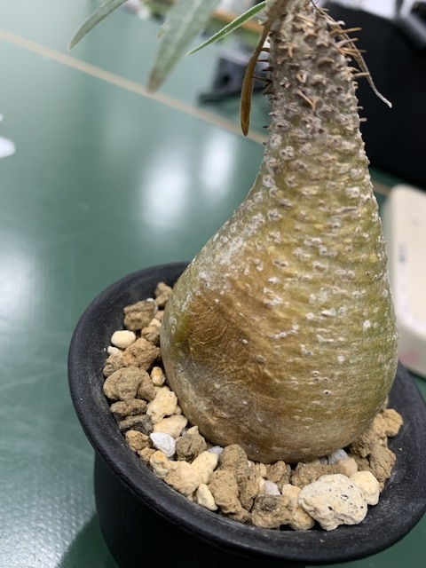 グラキリスのことで質問です。発根済とのことで購入しましたが