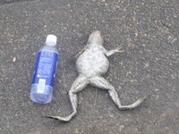 このクソでかいカエルの名前はなんですか 道路のわきで死んでいたのですが と Yahoo 知恵袋