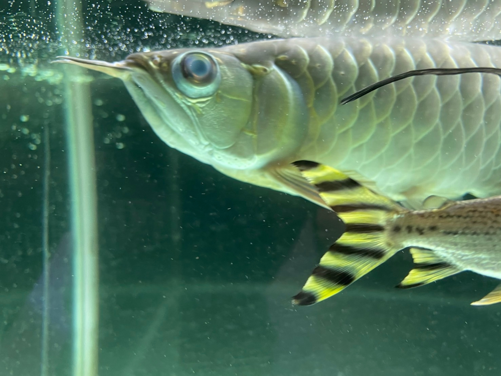 熱帯魚 マダガスカルシクリッド(正式名称 パラティラピア・ポレニィ 