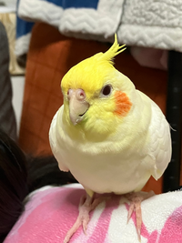 私はオカメインコを3匹飼っています。そのうちの1匹以外は性別が分かったのですが... - Yahoo!知恵袋