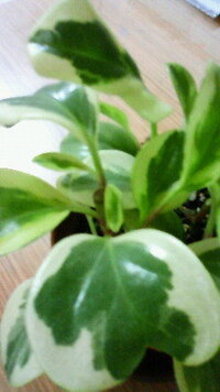 この植物の名前を教えてください ペペロミア クルシフォリアのジュエリー Yahoo 知恵袋