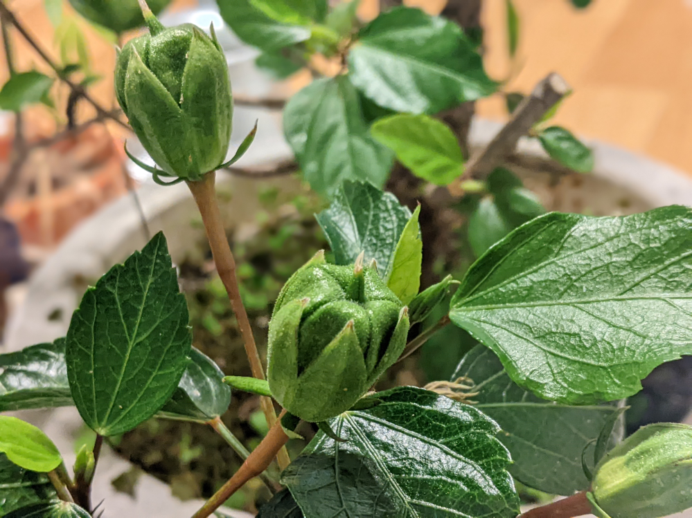 最終値下げ】希少 ポトス グローバル 生産中止品種 3 - 植物/観葉植物