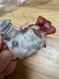ほんっっっとに大至急ボイルヤリイカを食べようと思うのですが