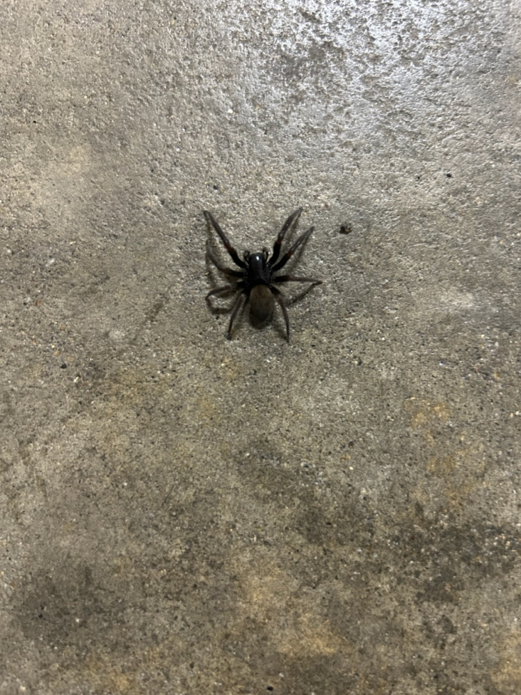 失礼致します。蜘蛛の種類に就て質問です。昨日の夜に駅のホームに写真の蜘蛛が歩いてました。この蜘蛛の種類は何という蜘蛛でしょうか？毒はありますか？