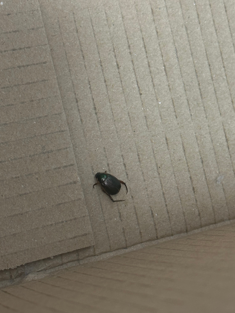 これはカナブンの赤ちゃんでしょうか？それともゴキブリ？ 家の中のダンボールの中で死んでいました...ゴキブリだったら最悪です...