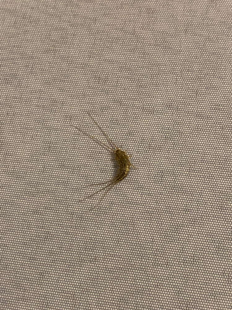 虫について質問です。 最近 家の中で この虫を見るのですが なんという虫でしょうか? 家の中に わくような虫でしょうか？