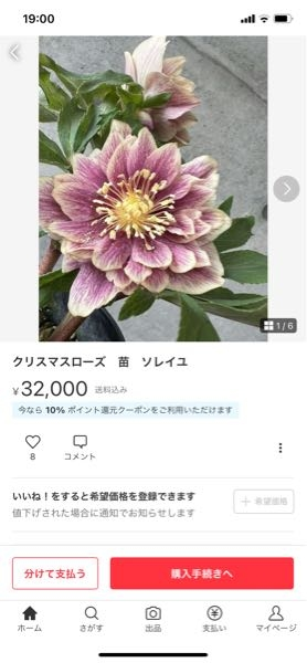 クリスマスローズソレイユはオーレアではないものもあるのでしょうか