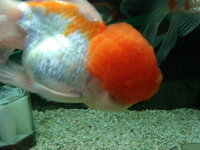 頭のコブ 多くなり目がかくれる オランダガラシアだと思うのですが 頭のコ Yahoo 知恵袋