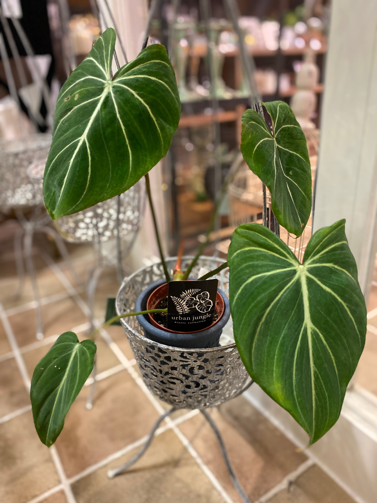 この植物の名前を教えてください。「フィロデンドロングロリオーサム