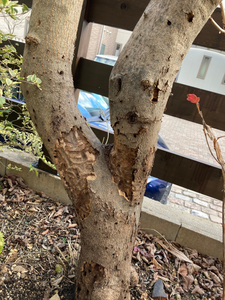 オリーブ庭木についての質問です。昨年ごろから、オリーブゾウムシに幹を喰われ始めた状態です。添付した画像は、樹皮を剥がした状態のものです。 今後この木は新芽などを出し、復活すると考えられますか。 ...