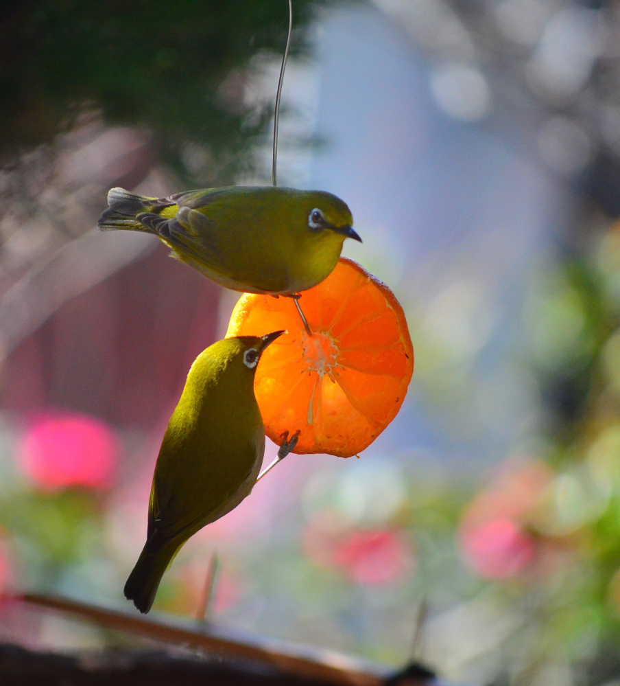 野鳥の生態についてお聞きします。メジロを近くで見たいと思って毎年冬