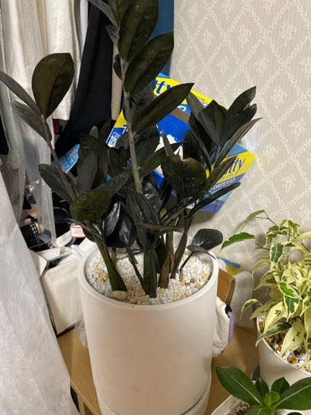 観葉植物についての質問です。ザミオクルカスザミフォーリアレイヴンを
