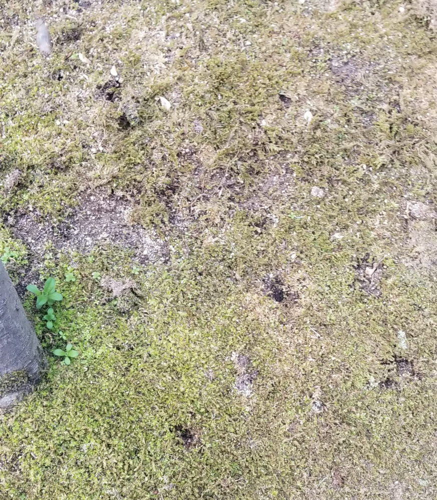 土に写真のような穴があいており、なぜ穴があくのか御存知の方教えて 