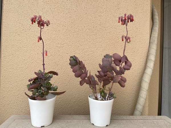 多肉植物「胡蝶の舞」のメンテナンスの仕方を教えてください！ - 花が