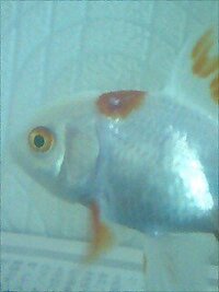 金魚が水槽の底にある石を 食べては吐き出すを繰返してます お腹が減ってる Yahoo 知恵袋