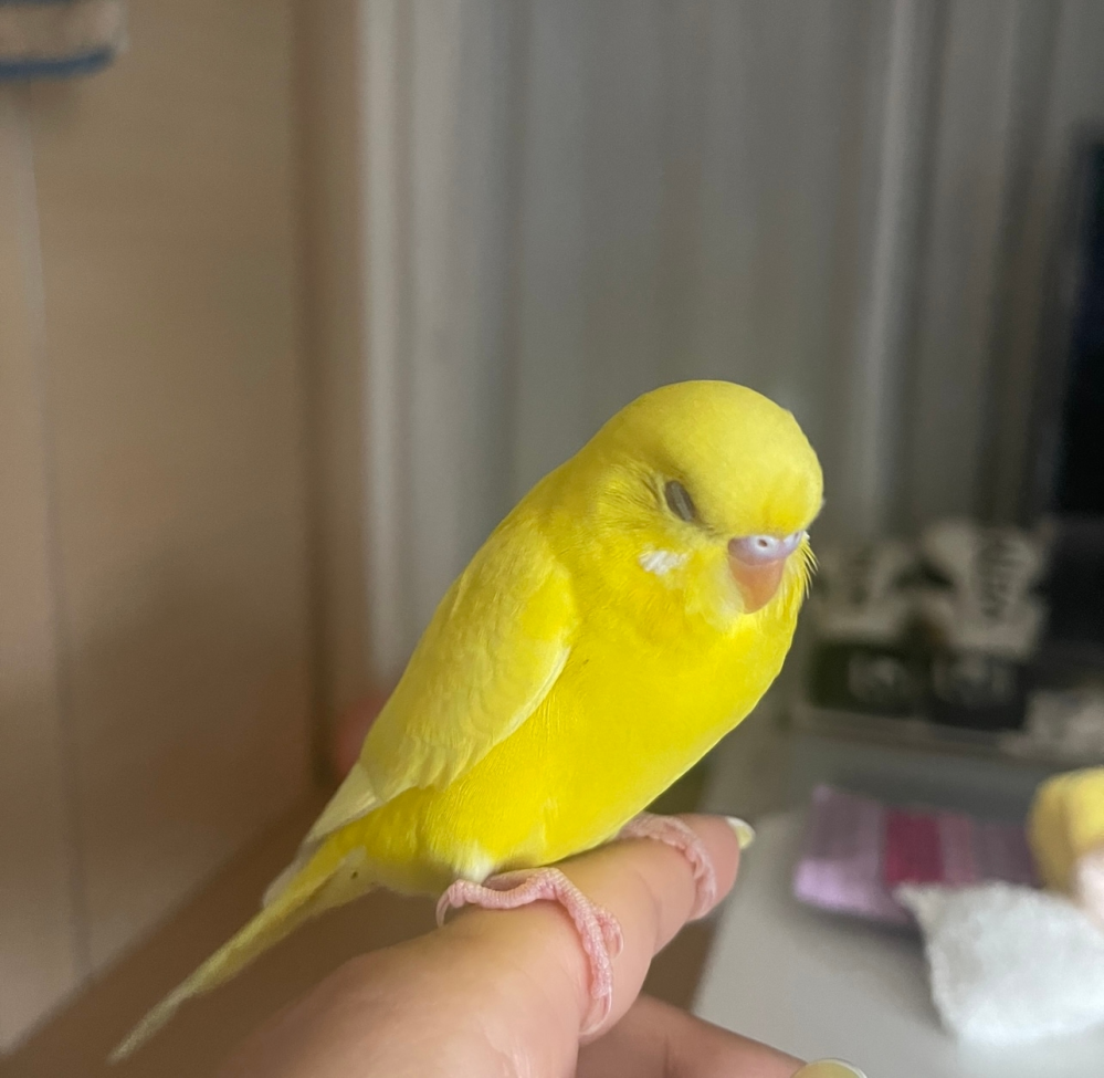 オカメインコ、2羽同居は難しいですか？先住はメスです。 - 相性次第な 