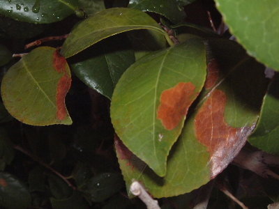 鉢植えの椿の葉が一部茶色くなっているものがあります 病気でしょうか Yahoo 知恵袋