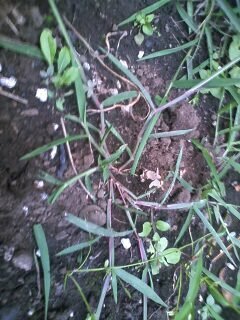 この雑草はなんですか 茎の根元が赤いやつです 地面をはうように生 Yahoo 知恵袋