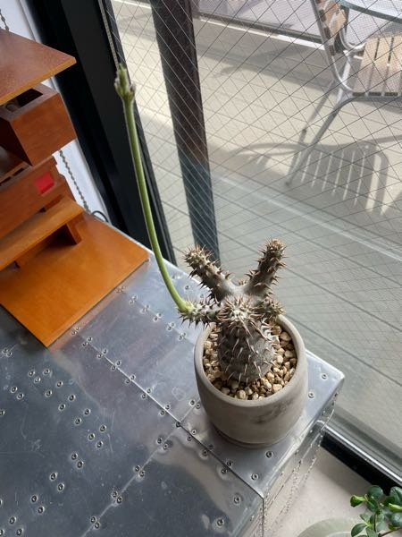 パキポディウムの葉が落ち、春になって葉らしきものが生えてきはした
