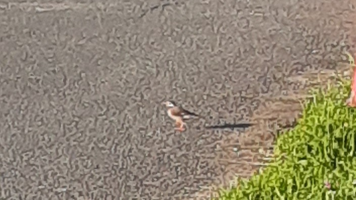 淀川サイクルロードで画像の小鳥を頻繁に見かけます。パッと見はサクラ文鳥みたいですがクチバシがオレンジ色で文鳥より、ひとまわり大きいです。この画像の小鳥の名称が解る人、おられたら回答おねがいします。