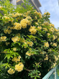 お花について質問です。
写真のお花は何というお花でしょうか？
ご存知の方いらっしゃいましたら教えてください。 