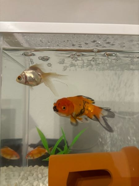 この二匹の金魚の種類を教えてください