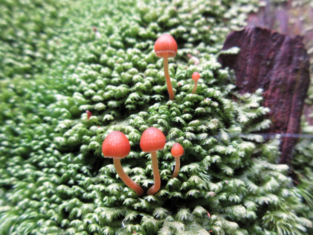 北部九州で撮りました この『苔とキノコ』の名前のご教示お願い致します