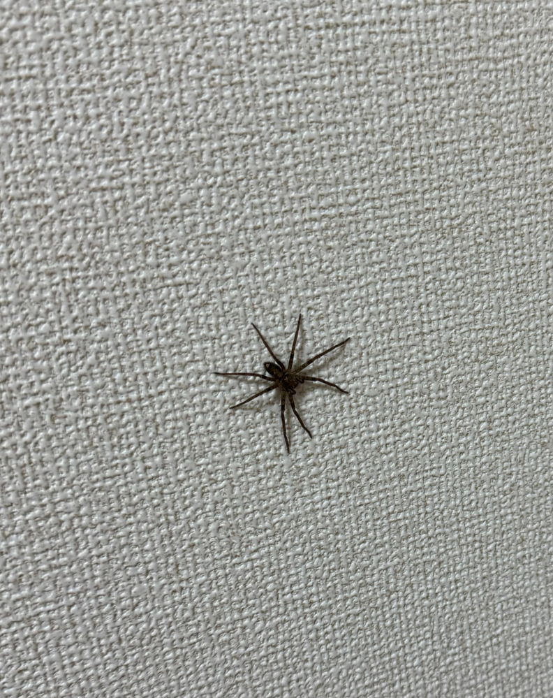 家にずっといるのですが、この蜘蛛は何て言う種類ですか？ けっこう大きいです。