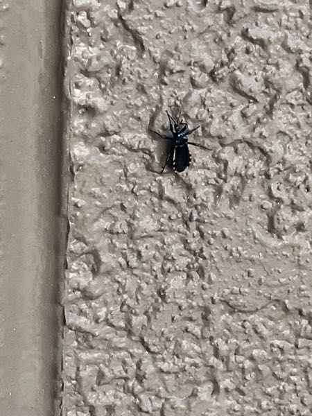 この虫は何ですか？