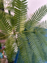 カエル様 斑入りエバーフレッシュ エバーフレッシュ 102401 販売・通販 ［詳細ページ］ *tree tree*