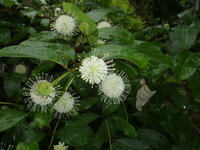 北海道で９月末に咲いた白い花 やや蘭に似た感じです 花の名前を教えてく Yahoo 知恵袋