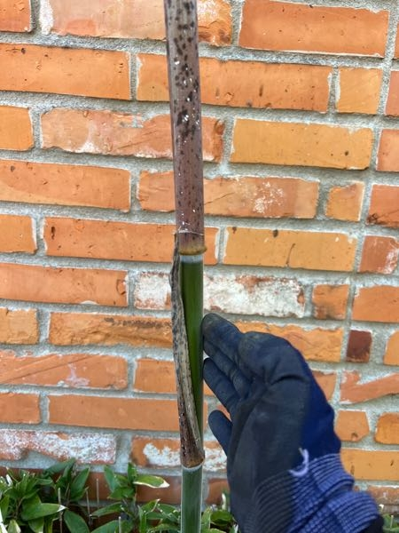 この竹か笹の名前を教えてください。
