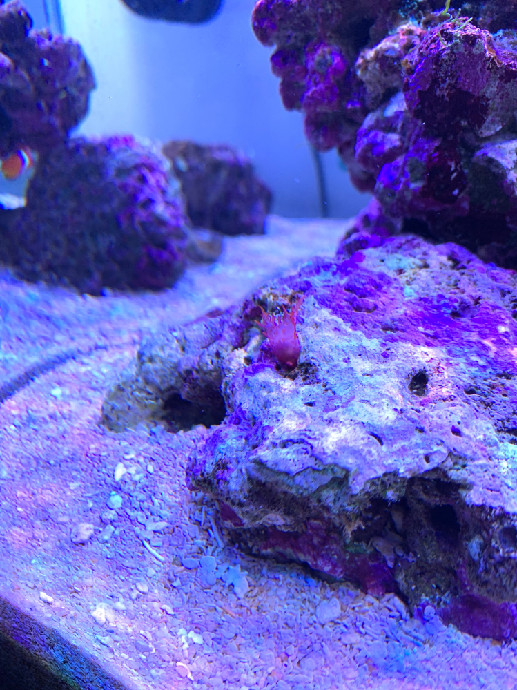 海水魚水槽について質問です。 ライブロックから写真のような、赤くて半透明のものが生えてきました。 海藻かサンゴの仲間だと思うのですが、種類が分かる方いらっしゃいましたらご教授願います。