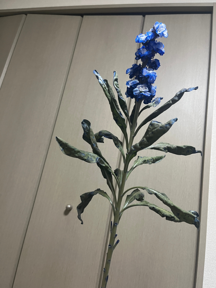 花の種類を教えて下さい。 おそらく青く染めていると思いますが、検索してもヒットしません。 Googleで画像検索するとデルフィニウムと出ますが葉っぱが違うように思います。 茎が太く、アブラナ科？っぽい葉のような… 素人なのでわかりませんが、写真でどなたかわかる方教えてください！！