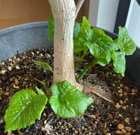 年季の入ったウンベラータです